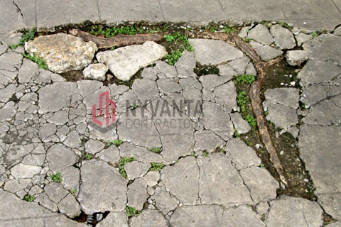 Tree Root Sidewalk Damage